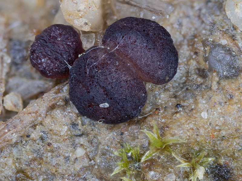 Boudiera areolata